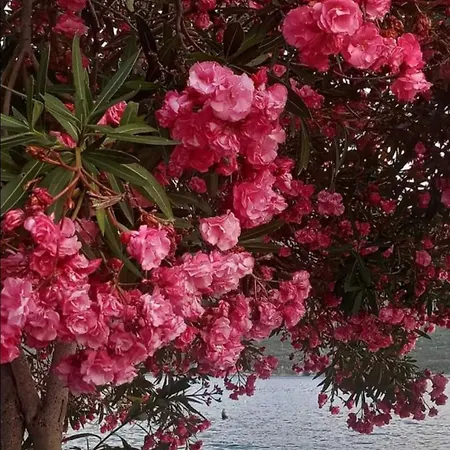 Medina Affittacamere