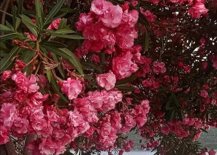 Medina בית הארחה